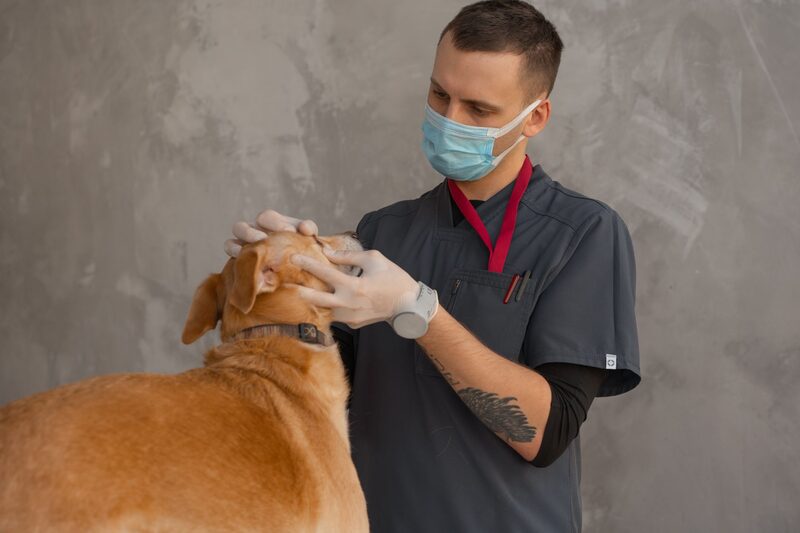 SEO para clínicas veterinarias en Sevilla